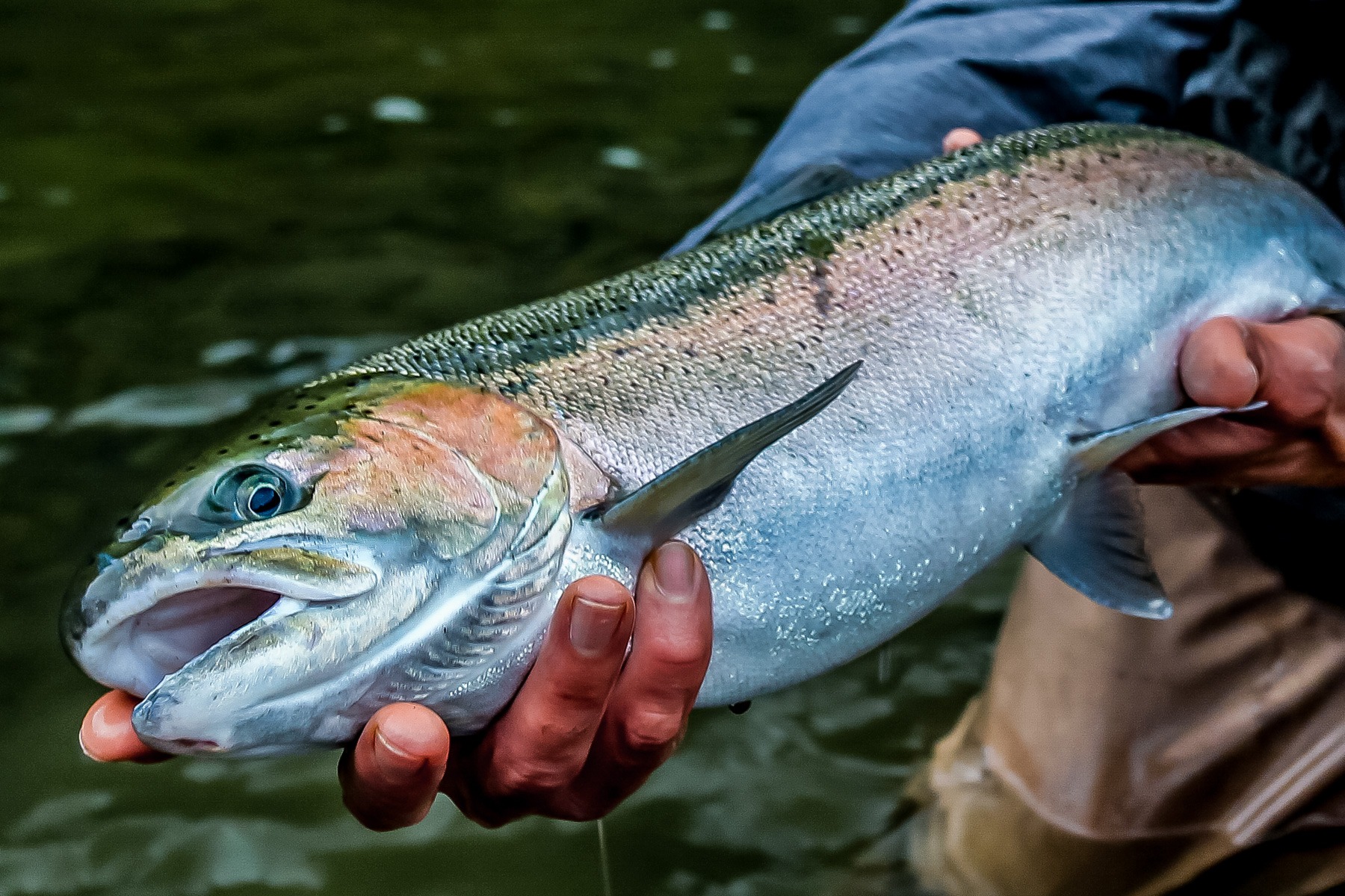 Trinity River Steelhead fishing